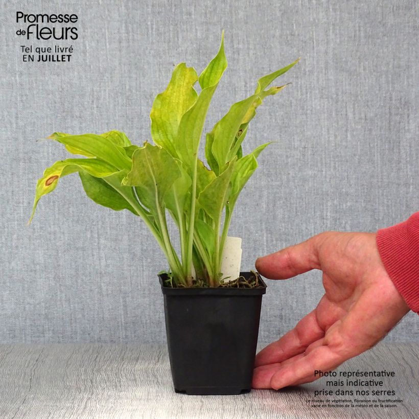Exemplar von Hosta ventricosa - Garten-Funkie Kleine Töpfe von 8/9 cm wie im Sommer geliefert