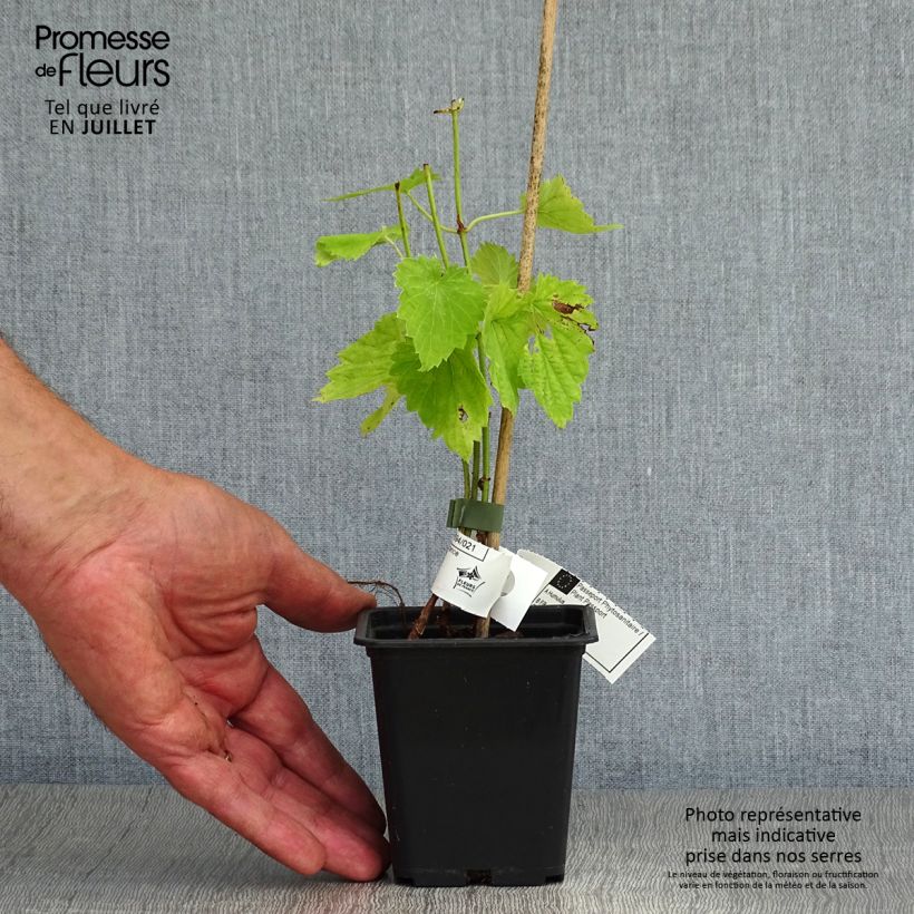 Exemplar von Humulus lupulus - Hopfen Kleine Töpfe von 8/9 cm wie im Sommer geliefert