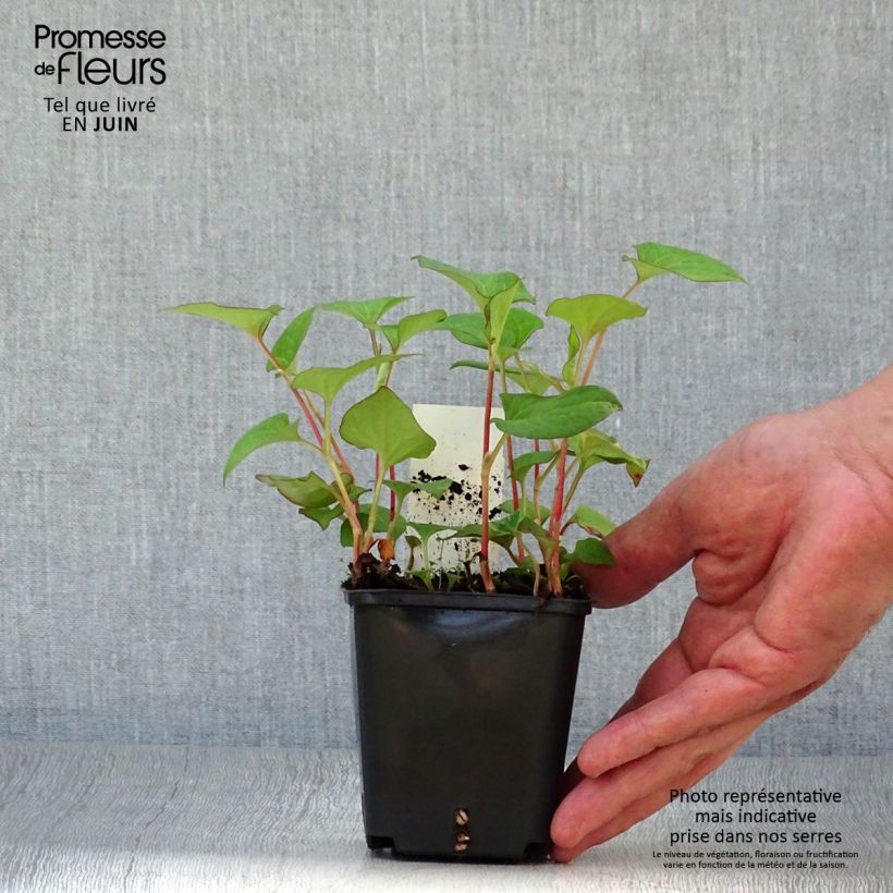 Exemplar von Houttuynie - Houttuynia cordata Kleine Töpfe von 8/9 cm wie im Sommer geliefert