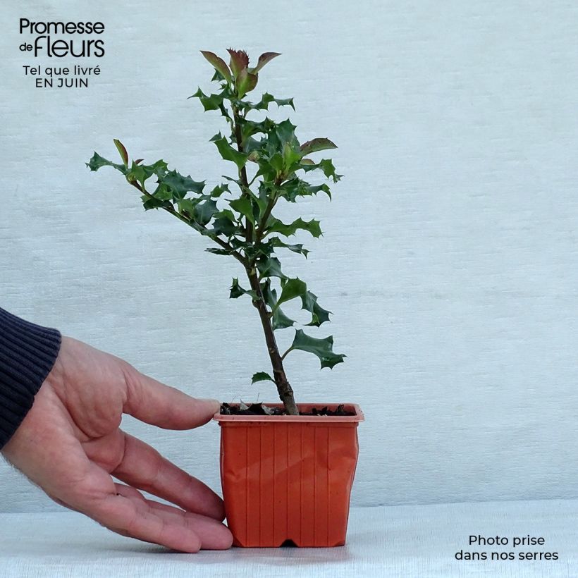 Exemplar von Stechpalme Blue Angel - Ilex meserveae Kleine Töpfe von 8/9 cm wie im Sommer geliefert