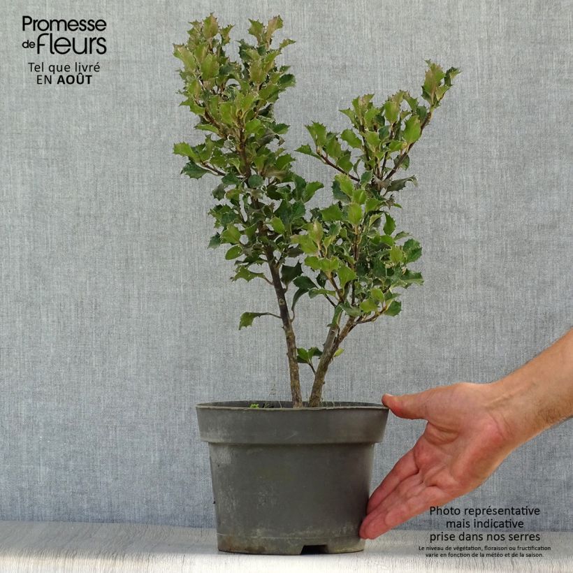 Exemplar von Stechpalme Blue Angel - Ilex meserveae Topf mit 2L/3L wie im Sommer geliefert