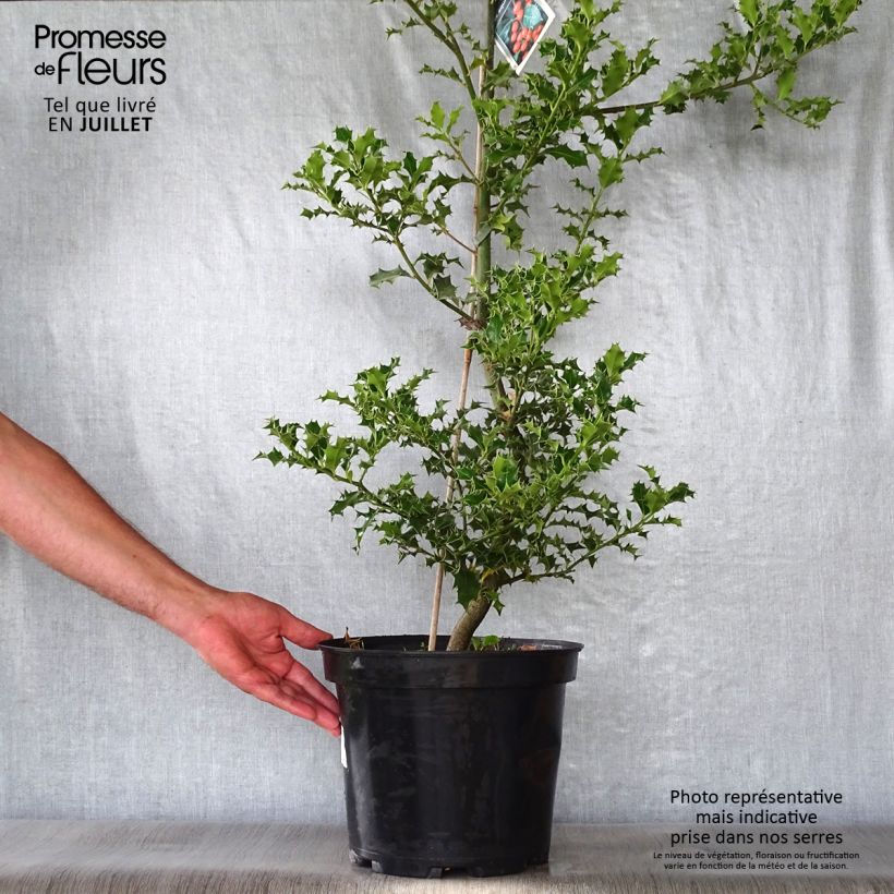 Exemplar von Europäische Stechpalme - Ilex aquifolium Topf mit 7,5L/10L wie im Sommer geliefert