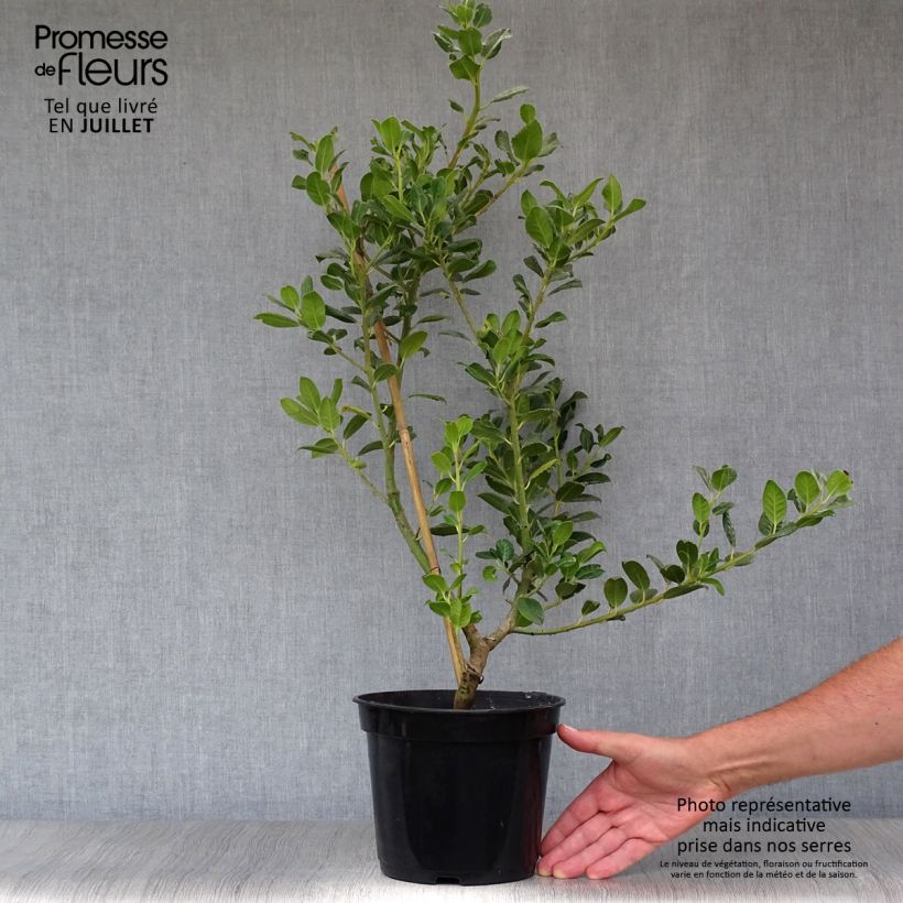 Exemplar von Fruchtende Stechpalme JC Van Tol - Ilex aquifolium Topf mit 2L/3L wie im Sommer geliefert