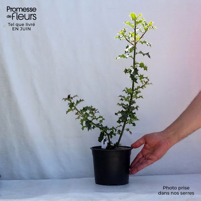 Exemplar von Europäische Stechpalme - Ilex aquifolium Topf mit 2L/3L wie im Sommer geliefert