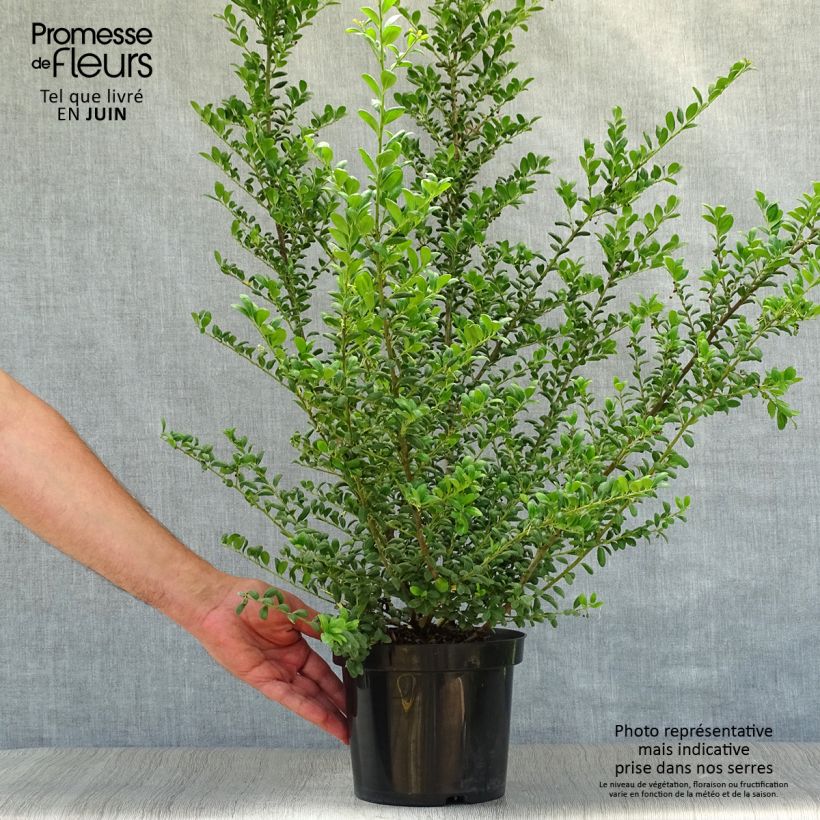 Exemplar von Japanische Stechpalme Convexa (In eine Kugel schneiden) - Ilex crenata Topf mit 2L/3L wie im Sommer geliefert