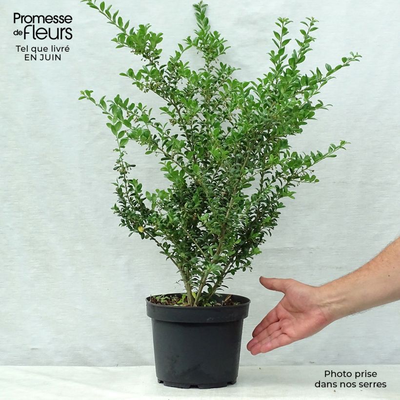 Exemplar von Japanische Stechpalme Convexa (In eine Kugel schneiden) - Ilex crenata Topf mit 4L/5L wie im Sommer geliefert