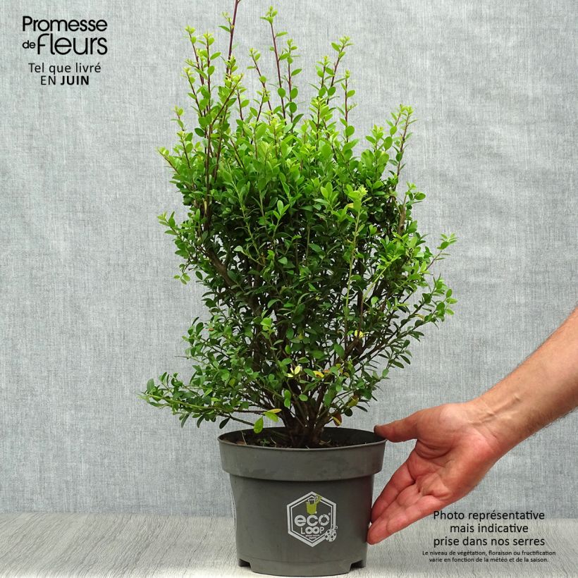 Exemplar von Japanische Stechpalme Dark Green - Ilex crenata Topf mit 2L/3L wie im Sommer geliefert