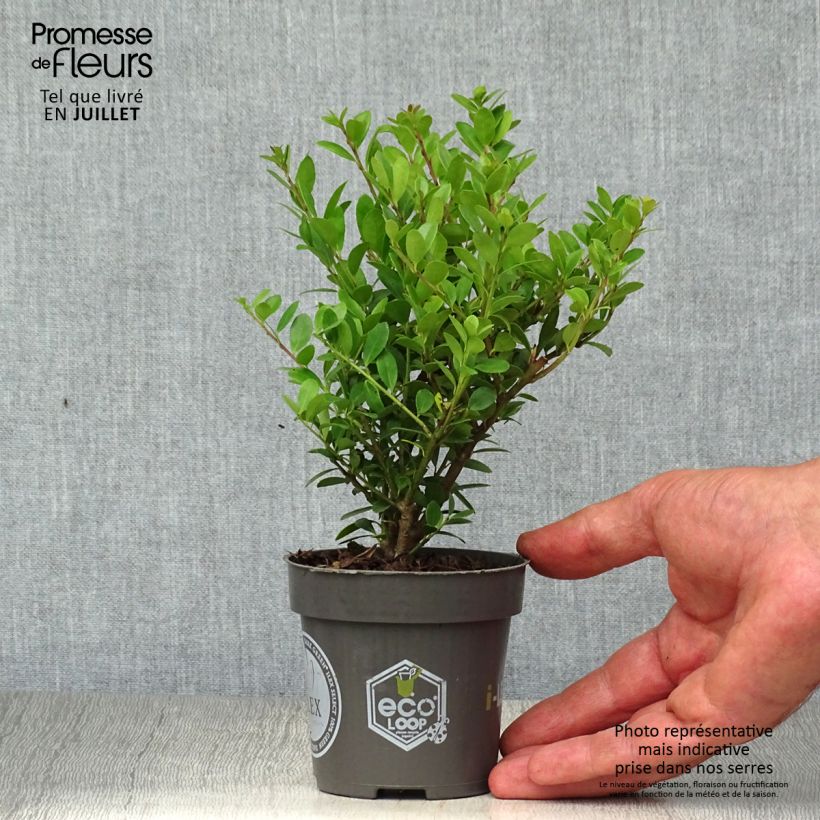Exemplar von Japanische Stechpalme Dark Green - Ilex crenata Kleine Töpfe von 8/9 cm wie im Sommer geliefert