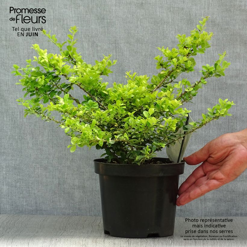 Exemplar von Japanische Stechpalme Golden Gem - Ilex crenata Topf mit 2L/3L wie im Sommer geliefert
