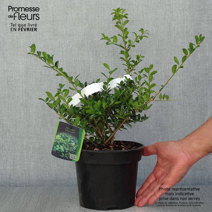 Exemplar von Japanische Stechpalme Green Lustre - Ilex crenata Topf mit 2L/3L wie im Herbst geliefert
