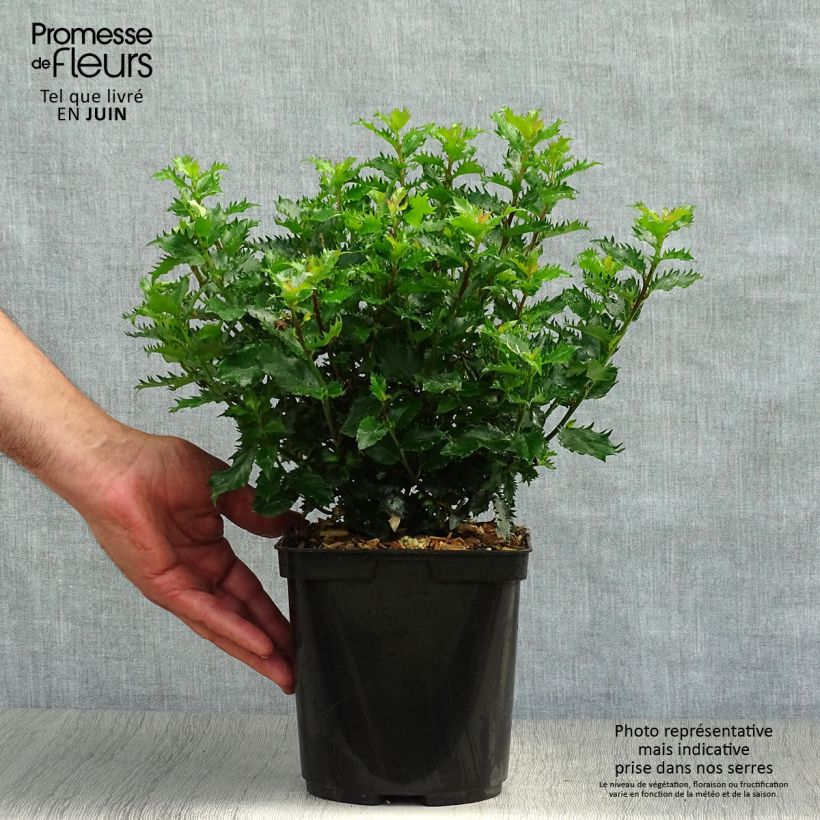 Exemplar von Stechpalme Little Rascal - Ilex meserveae Topf mit 3L/4L wie im Sommer geliefert