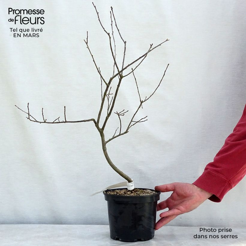 Exemplar von Ilex verticillata Southern Gentleman Topf mit 3L/4L wie im Winter geliefert