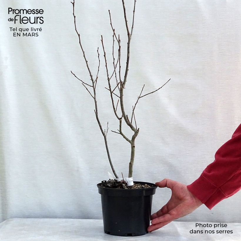 Exemplar von Ilex verticillata Maryland Beauty Topf mit 3L/4L wie im Winter geliefert