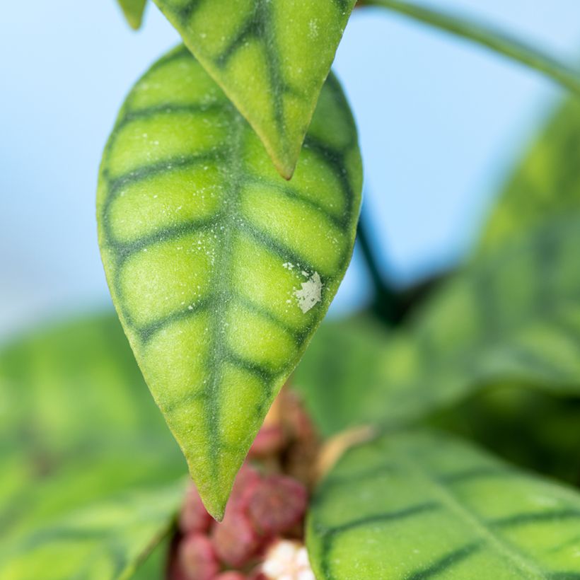 Hoya callistophylla - Porzellanblume (Laub)