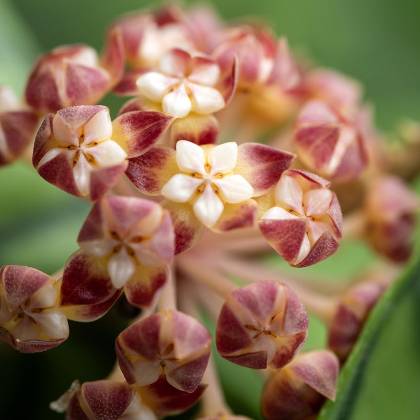 Hoya callistophylla - Porzellanblume (Blüte)