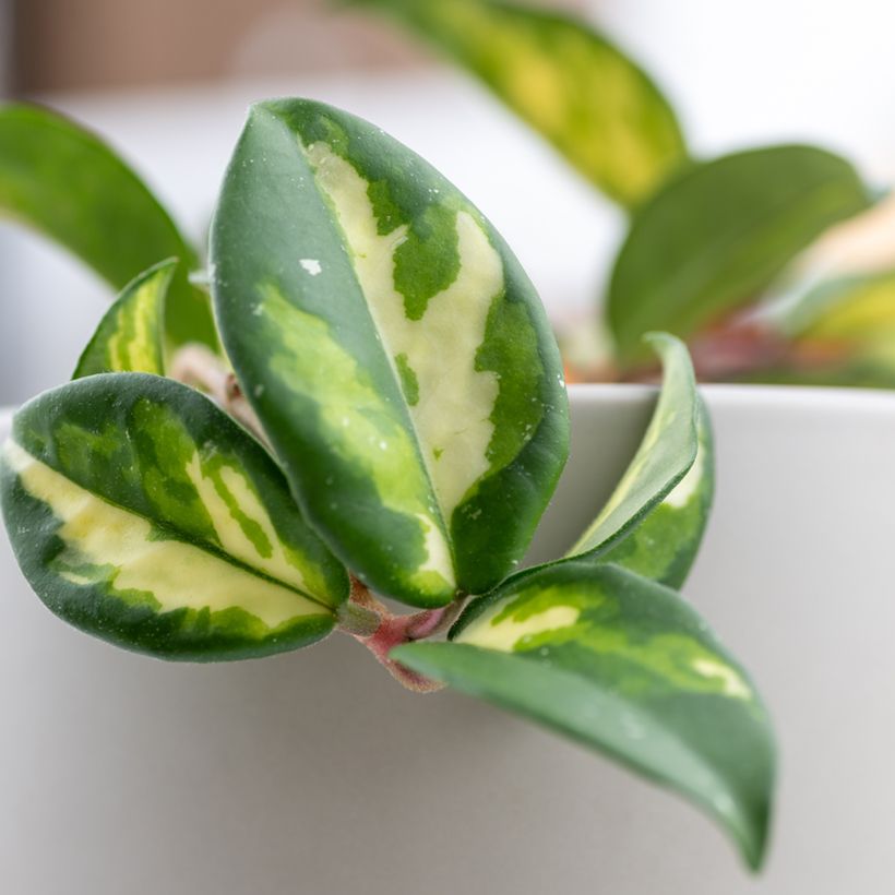 Hoya carnosa Tricolor - Porzellanblume (Laub)
