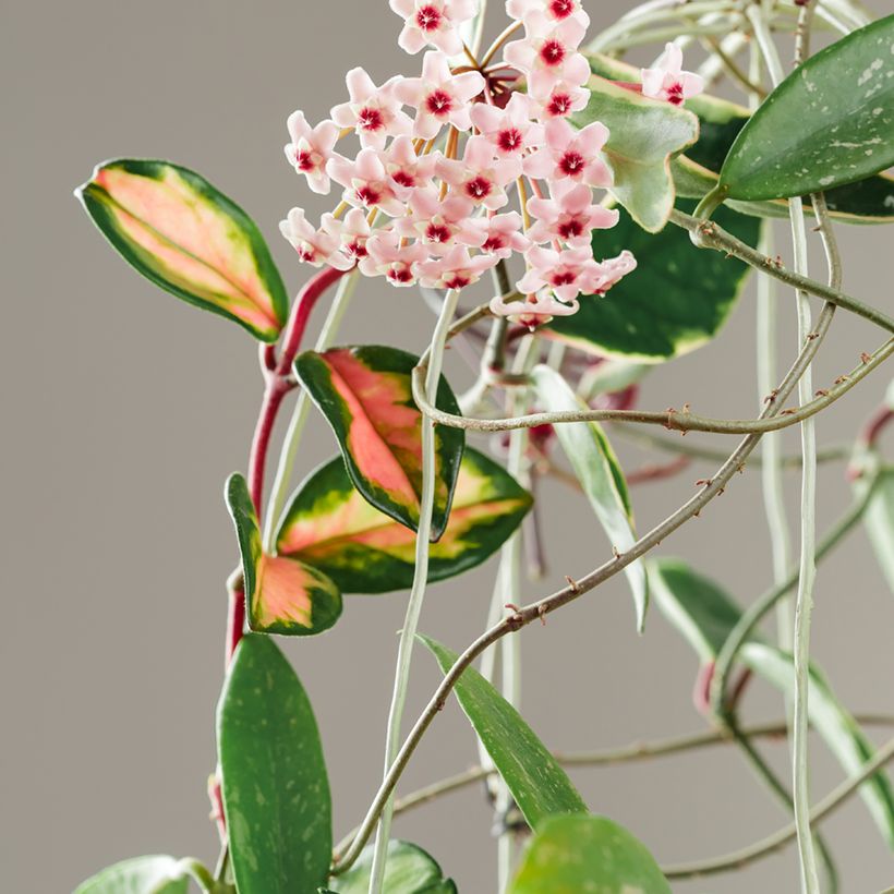 Hoya carnosa Tricolor - Porzellanblume (Blüte)