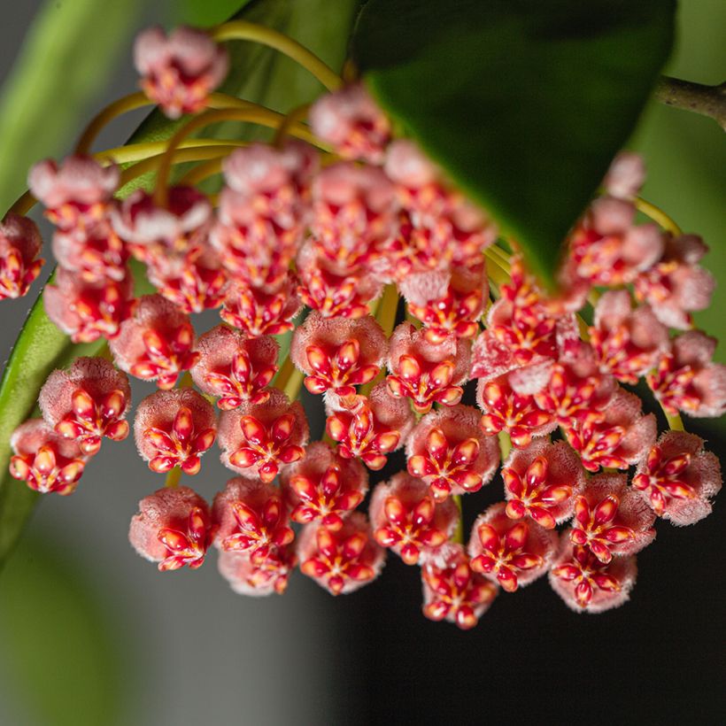 Hoya gracilis - Porzellanblume (Blüte)