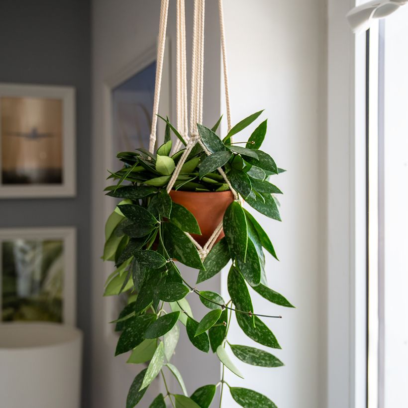 Hoya gracilis - Porzellanblume (Hafen)