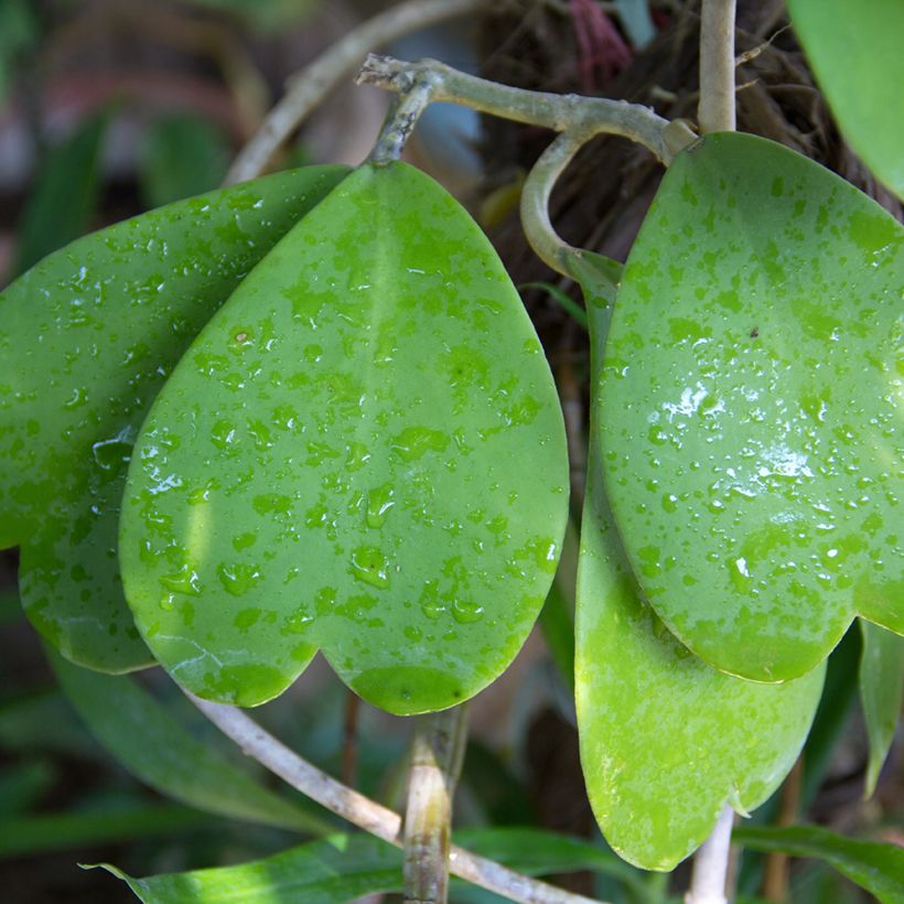 Hoya kerrii - Herzblatt-Pflanze (Laub)