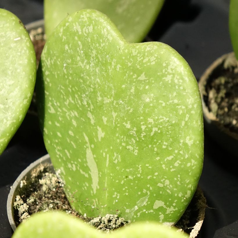 Hoya kerrii Splash - Herzblatt-Pflanze (Laub)