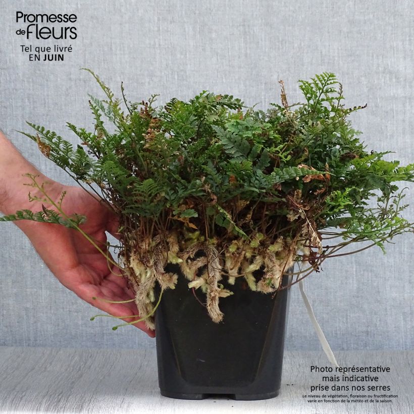 Exemplar von Humata tyermannii - Tarantelfarn Topf 12 cm / 13 cm wie im Sommer geliefert