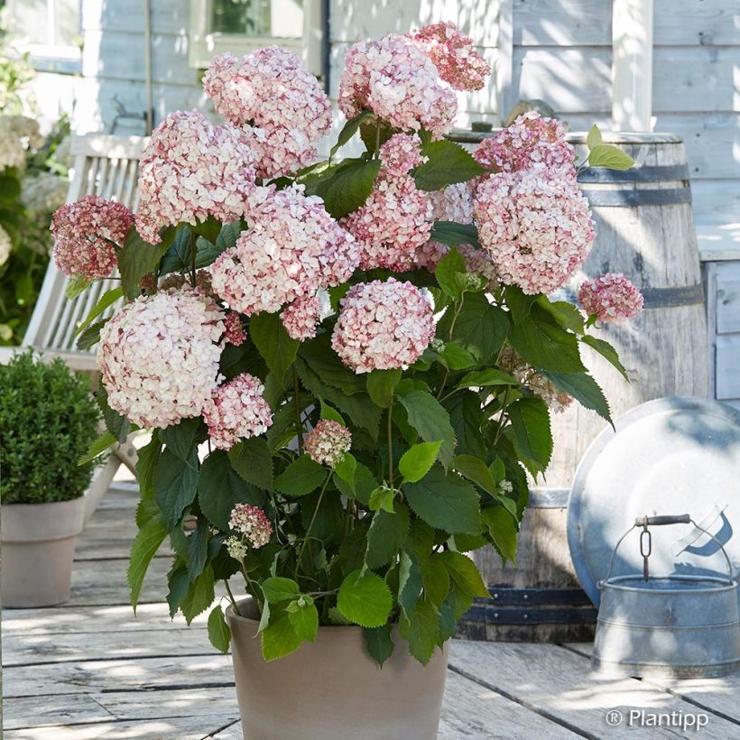 Ballhortensie Candybelle Bubblegum - Hydrangea arborescens (Hafen)
