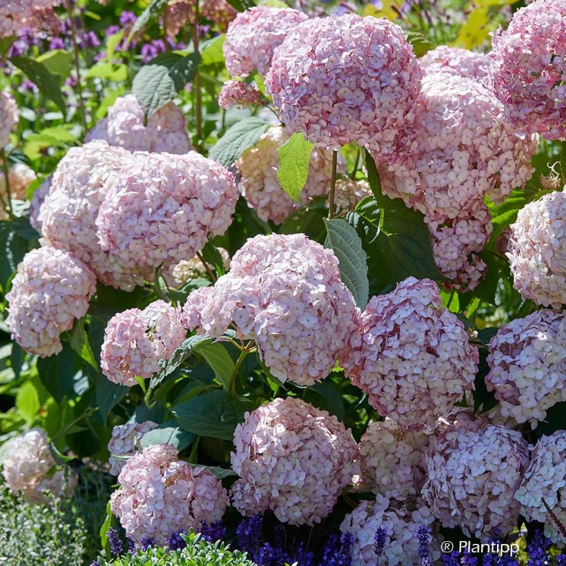 Ballhortensie Candybelle Bubblegum - Hydrangea arborescens (Blüte)