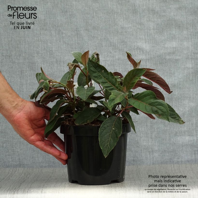 Exemplar von Hydrangea aspera Hot Chocolate - Samthortensie Topf mit 3L/4L wie im Sommer geliefert