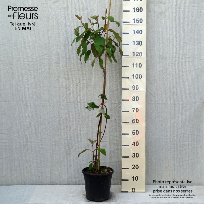 Exemplar von Hydrangea aspera Kawakami - Samthortensie Topf mit 7,5L/10L wie im Frühjahr geliefert