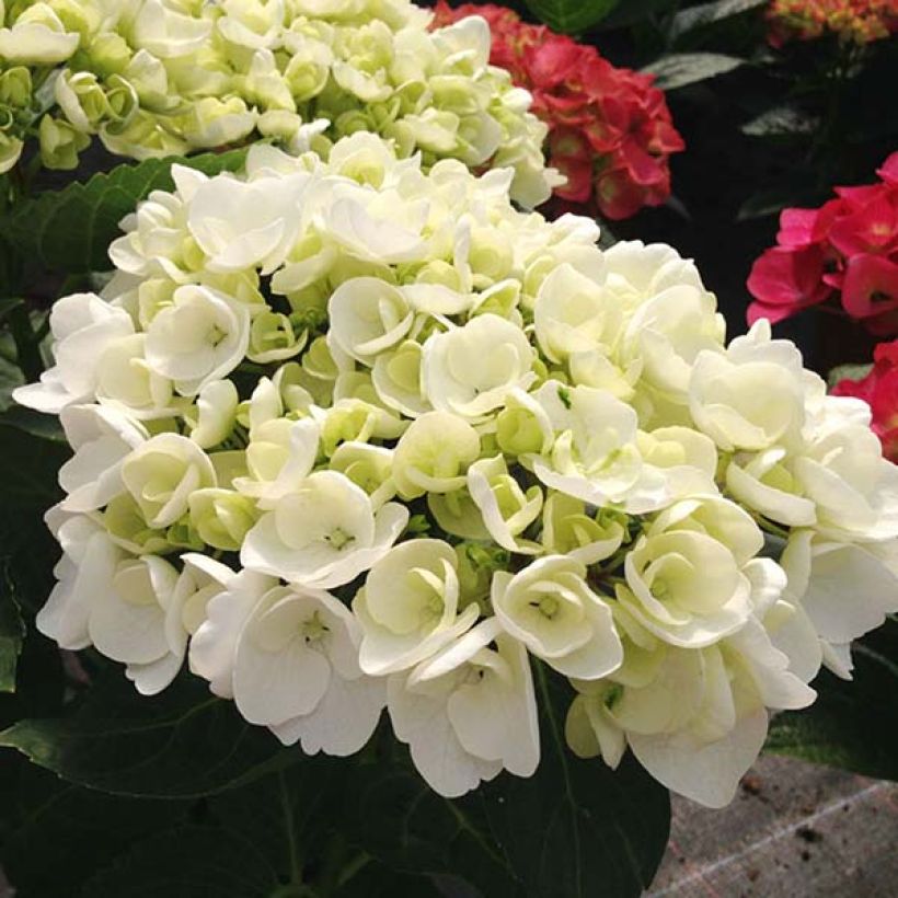 Hydrangea macrophylla Rendez-Vous Angelique - Bauernhortensie (Blüte)