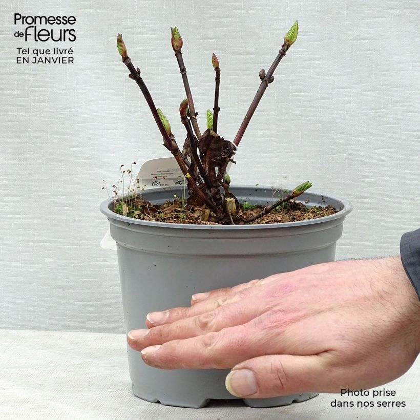 Exemplar von Hydrangea macrophylla Black Steel Zebra - Bauernhortensie Topf mit 2L/3L wie im Winter geliefert