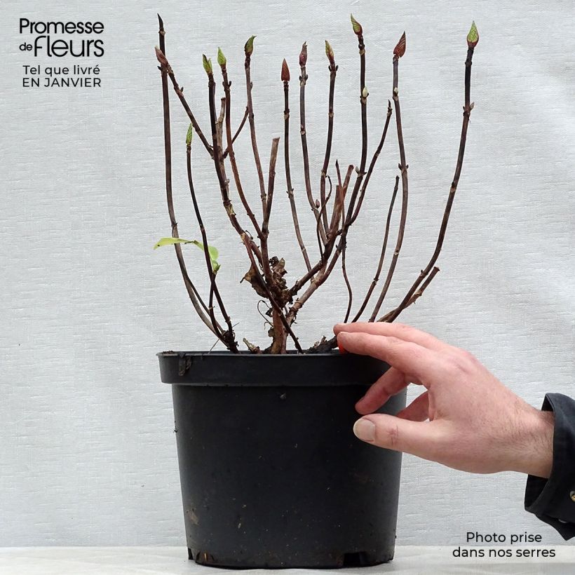 Exemplar von Hydrangea macrophylla Black Steel Zebra - Bauernhortensie Topf mit 4L/5L wie im Winter geliefert