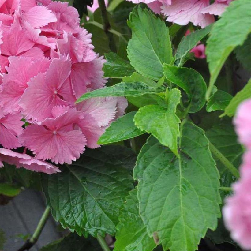 Hydrangea macrophylla Dolce Farfalle - Bauernhortensie (Laub)