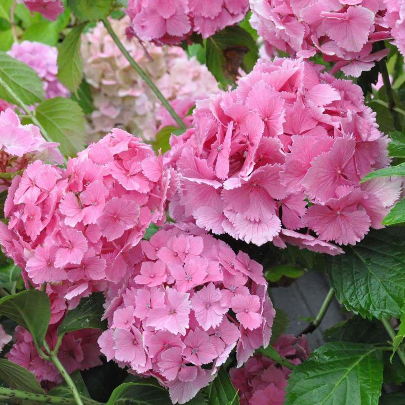 Hydrangea macrophylla Dolce Farfalle - Bauernhortensie (Blüte)