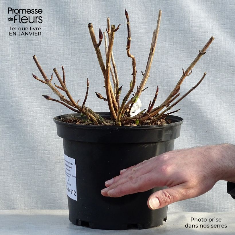 Exemplar von Hydrangea macrophylla Hovaria Elleair Anniversary - Bauernhortensie Topf mit 4L/5L wie im Winter geliefert