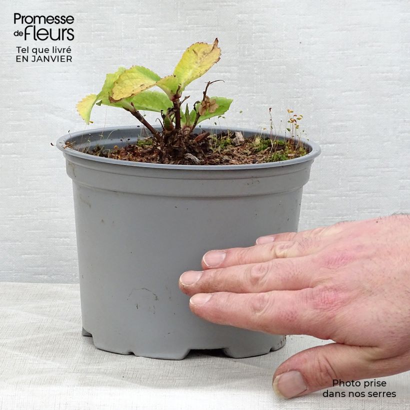 Exemplar von Hydrangea macrophylla Koria - Bauernhortensie Topf mit 2L/3L wie im Winter geliefert