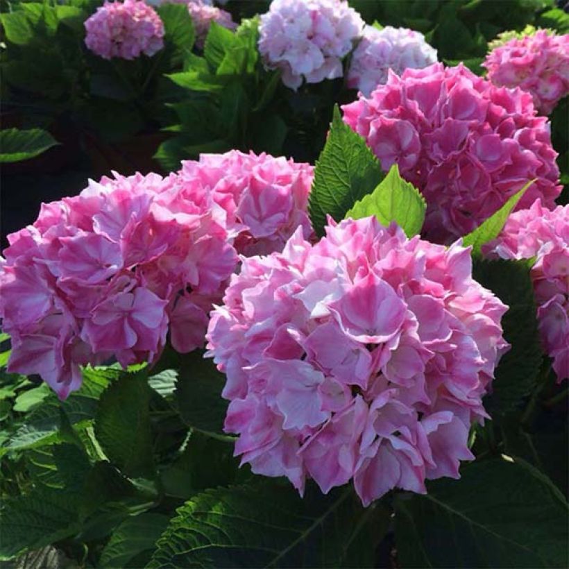 Hydrangea macrophylla Rendez-Vous La Vie en Rose - Bauernhortensie (Blüte)