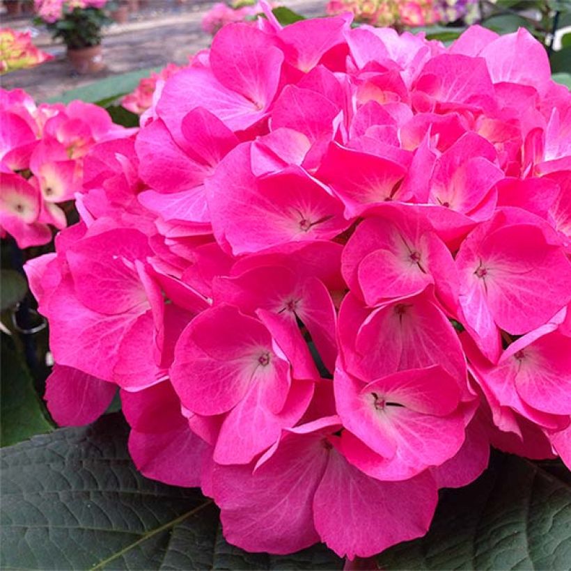 Hydrangea macrophylla Dutch Ladies Saskia - Bauernhortensie (Blüte)