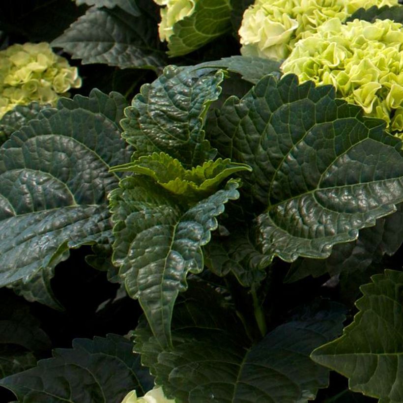 Hydrangea macrophylla Wudu - Bauernhortensie (Laub)