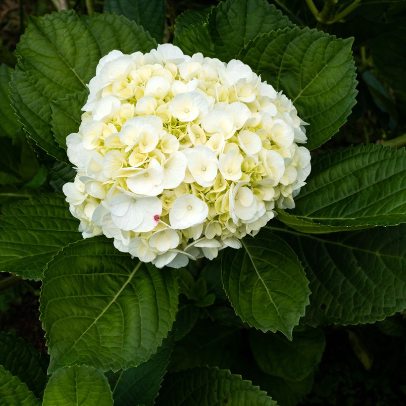 Hydrangea macrophylla Wudu - Bauernhortensie (Blüte)