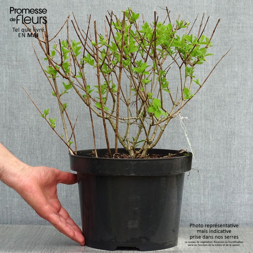 Exemplar von Rispenhortensie Bobo - Hydrangea paniculata Topf mit 7,5L/10LGelieferte Höhe ca. 30+cm wie im Frühjahr geliefert