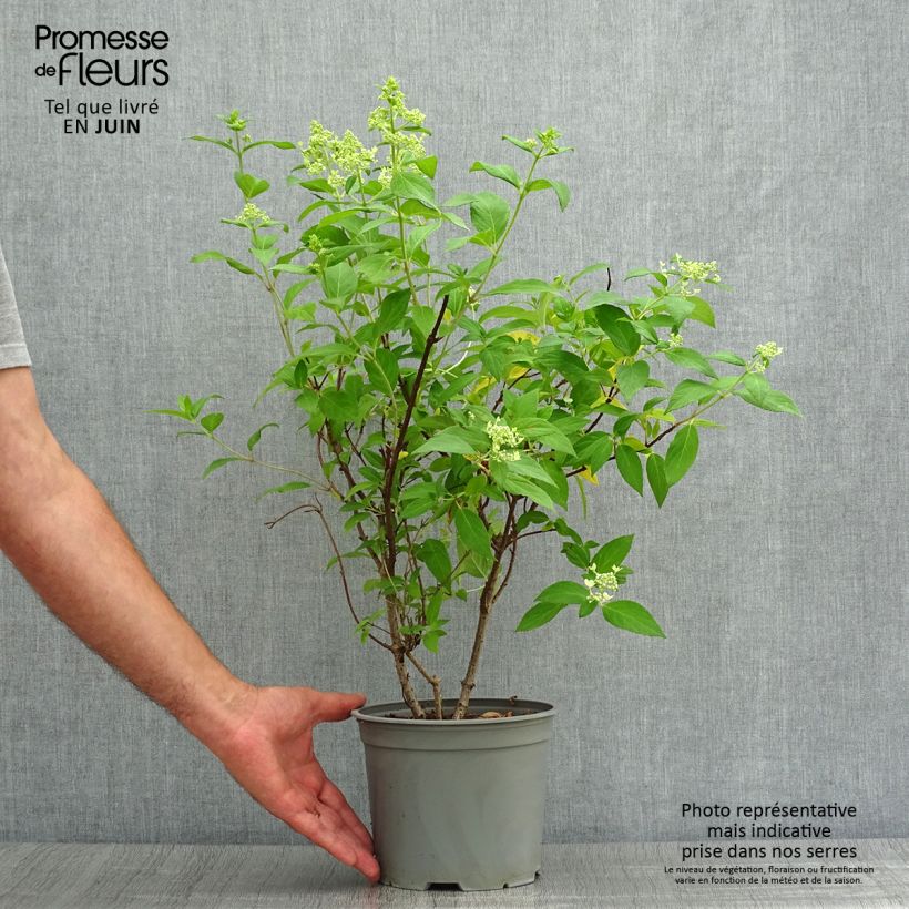 Exemplar von Rispenhortensie Confetti - Hydrangea paniculata Topf mit 2L/3L wie im Sommer geliefert