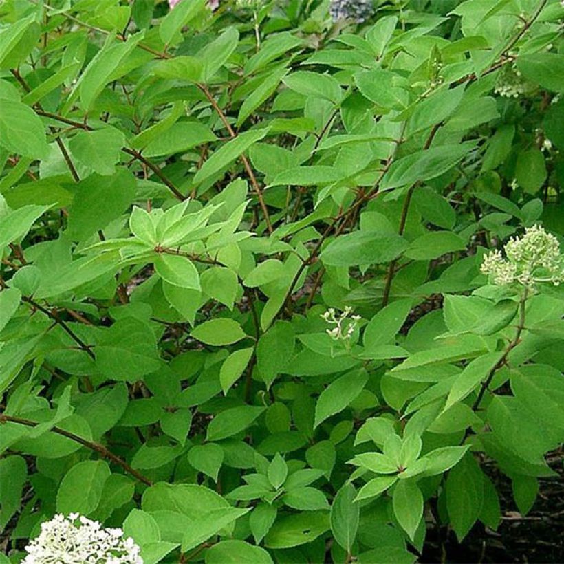 Rispenhortensie Grandiflora - Hydrangea paniculata (Laub)