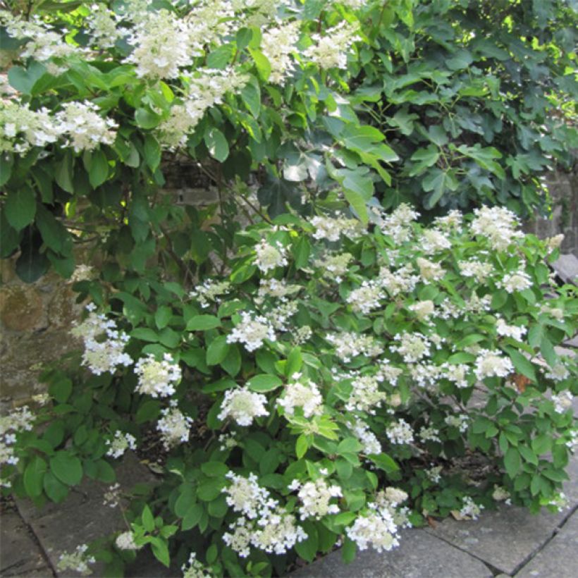 Rispenhortensie Grandiflora - Hydrangea paniculata (Hafen)