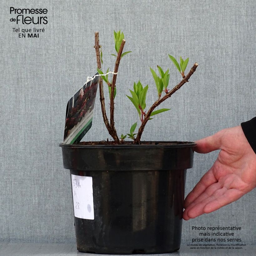 Exemplar von Rispenhortensie Magical Vesuvio - Hydrangea paniculata Topf mit 4L/5LGelieferte Höhe ca. 20/30cm wie im Frühjahr geliefert