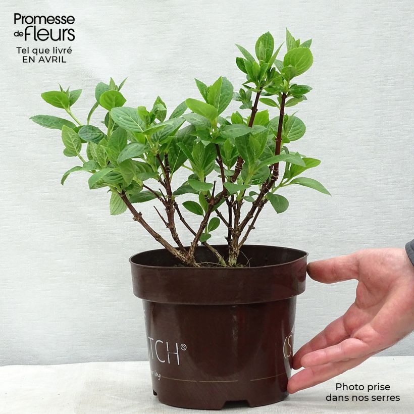 Exemplar von Rispenhortensie Switch Ophelia - Hydrangea paniculata Topf mit 1,5L/2L wie im Frühjahr geliefert