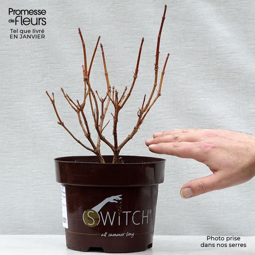 Exemplar von Rispenhortensie Switch Ophelia - Hydrangea paniculata Topf mit 1,5L/2L wie im Winter geliefert