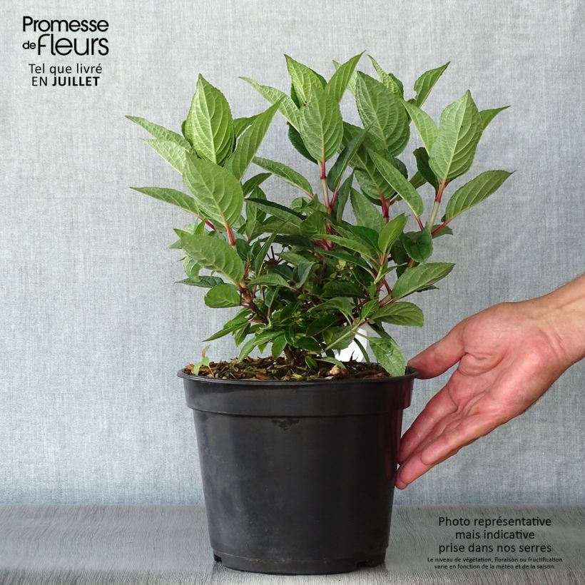 Exemplar von Rispenhortensie Switch Ophelia - Hydrangea paniculata Topf mit 3L/4L wie im Sommer geliefert