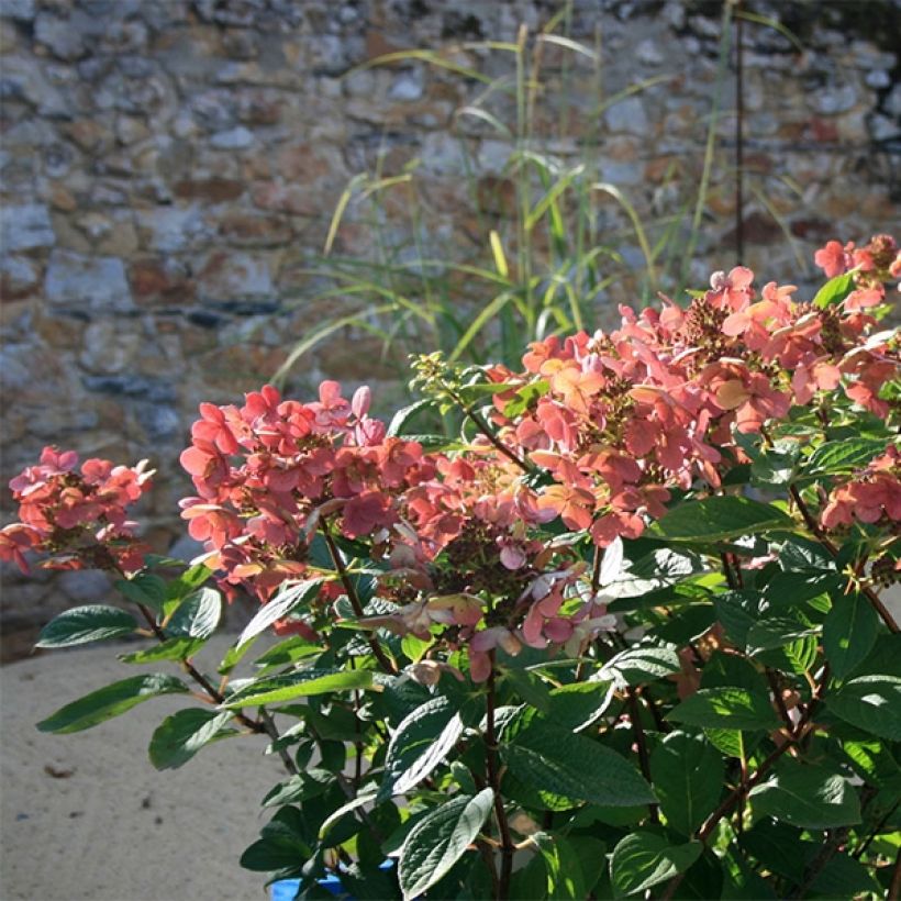 Rispenhortensie Sparkling - Hydrangea paniculata (Hafen)